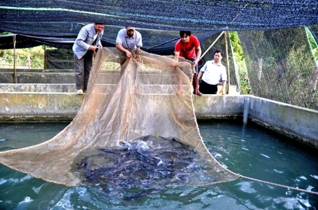 M&ocirc; h&igrave;nh l&agrave;m kinh tế giỏi của NCT thị x&atilde; Sơn T&acirc;y. Ảnh IT