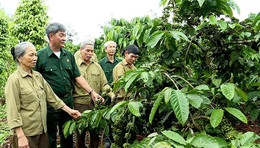 M&ocirc; h&igrave;nh l&agrave;m kinh tế giỏi của CCB huyện Chư Pr&ocirc;ng. Ảnh IT