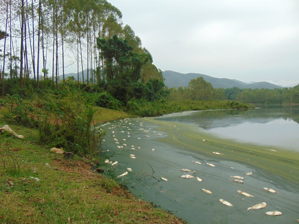 C&aacute; chết trắng tại nhiều nơi ở x&atilde;
