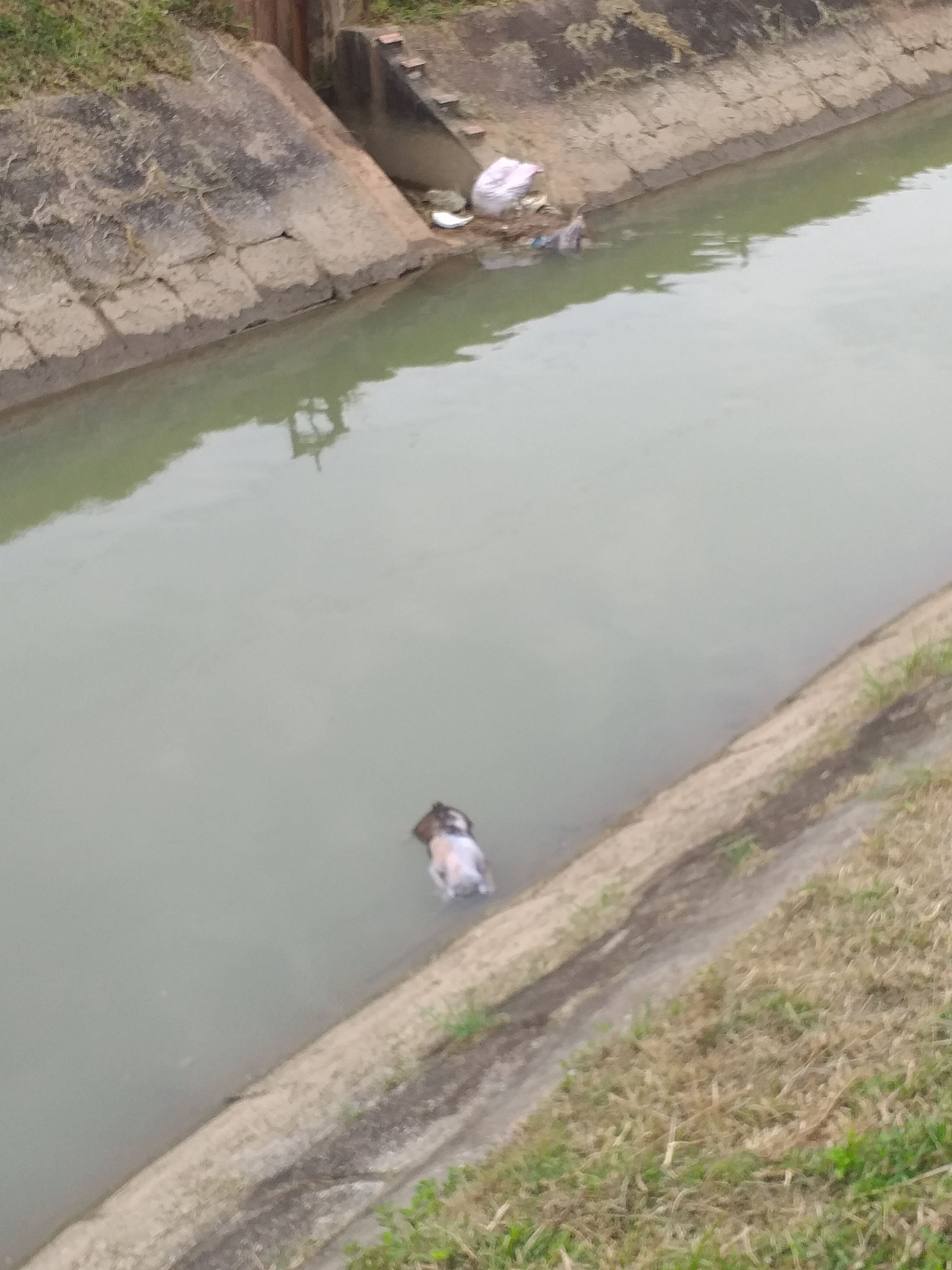 Lợn chết do người d&acirc;n vứt trộm xuống k&ecirc;nh, một h&agrave;nh động đầu độc đồng loại.