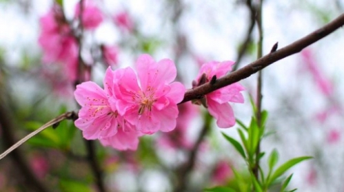 Chính thức thông báo lịch nghỉ Tết Nguyên đán 2020