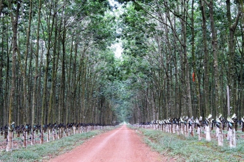 Tây Nguyên mùa nhớ…