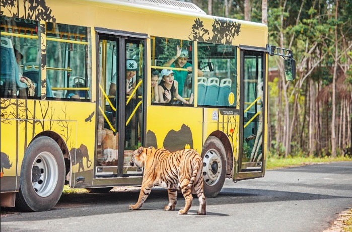 Đặc biệt, trải nghiệm &ldquo;nhốt người thả th&uacute;&rdquo; tại Vinpearl Safari Ph&uacute; Quốc chắc chắn sẽ mang đến những cảm x&uacute;c mới lạ trong dịp Halloween khi du kh&aacute;ch ngồi trong xe bu&yacute;t, mặt-đối-mặt với những ch&uacute; hổ Belgan lừng lững hay sư tử v&agrave; t&ecirc; gi&aacute;c gầm gừ ngay đầu xe.