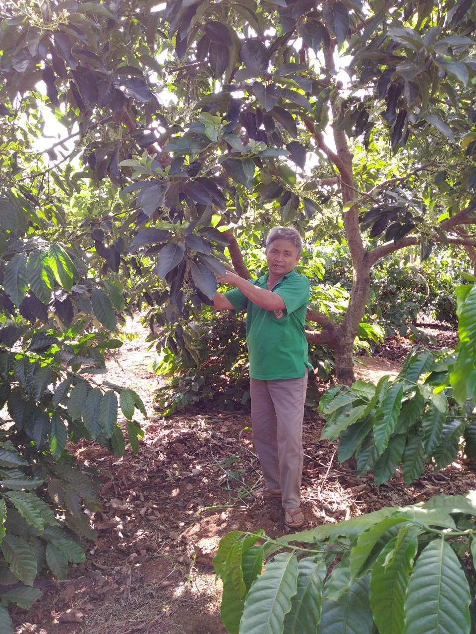 &Ocirc;ng Kỳ trong trang trại