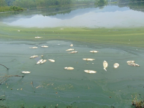 Phú Thọ: Gây ô nhiễm môi trường 3 công ty bị xử phạt hơn nửa tỷ đồng