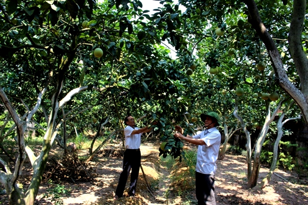 M&ocirc; h&igrave;nh trồng bưởi thu nhập cao của NCT huyện Ph&uacute; Xuy&ecirc;n