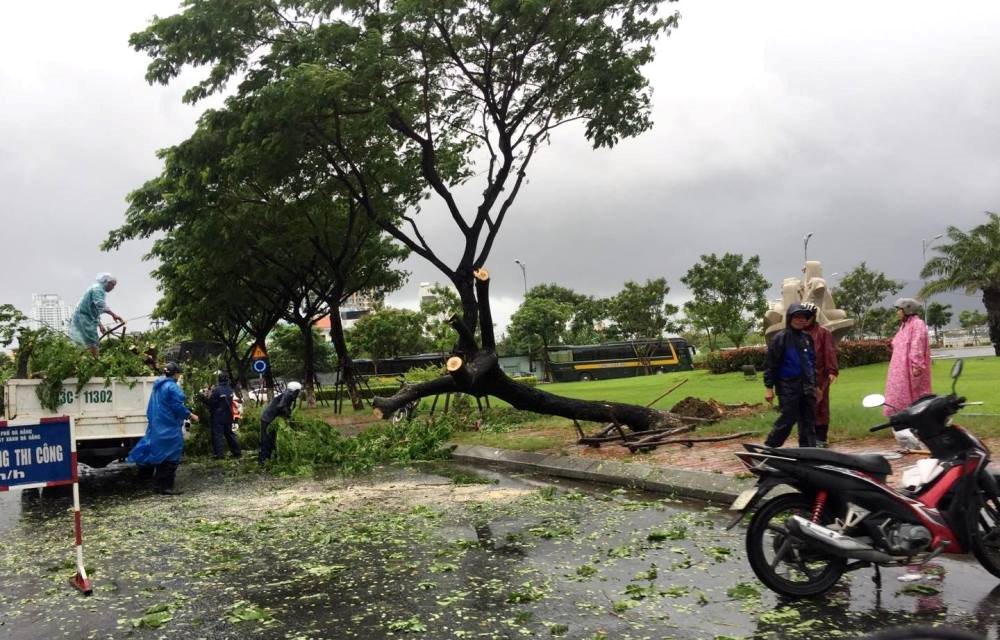 C&ocirc;ng ty C&ocirc;ng vi&ecirc;n c&acirc;y xanh Đ&agrave; Nẵng đ&atilde; huy động nh&acirc;n lực, phương tiện tiến h&agrave;nh cắt tỉa, thu dọn c&agrave;nh c&acirc;y. Ảnh B&aacute;o TN&amp;MT