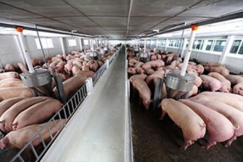 Đầu tháng 11, giá lợn hơi có nơi lên đến 66.000 đồng/kg
