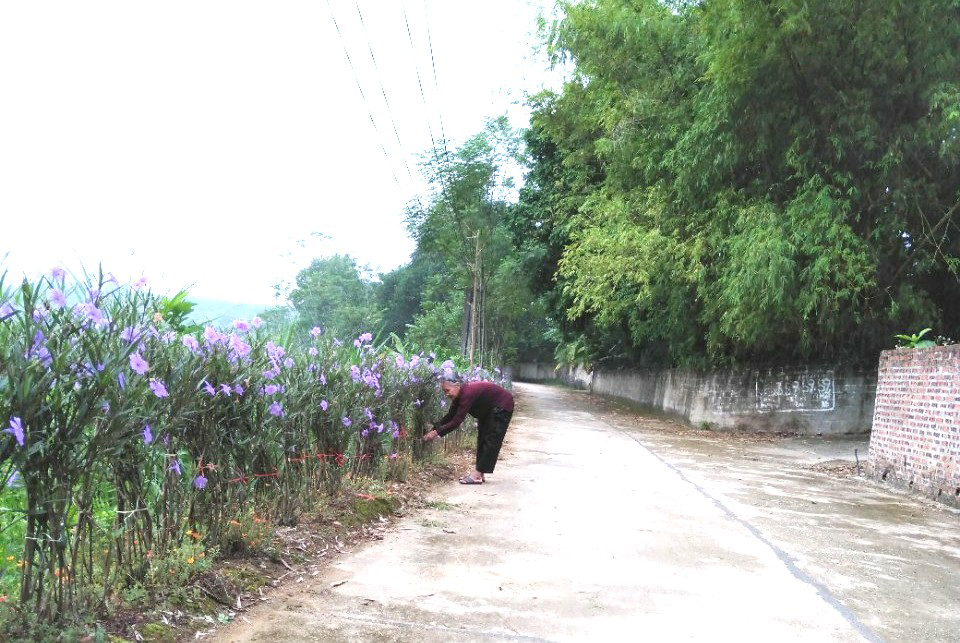 H&agrave;ng ng&agrave;y b&agrave; Nguyễn Thị Hạp cần mẫn chăm s&oacute;c đường hoa