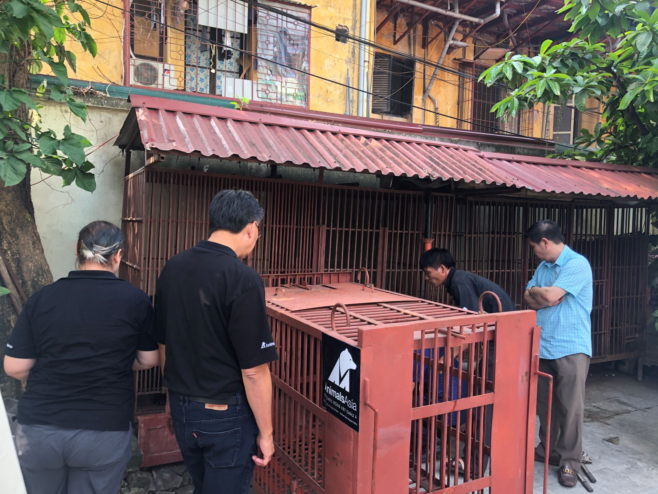 Gấu được cứu hộ bằng phương ph&aacute;p gh&eacute;p lồng vận chuyển s&aacute;t v&agrave;o chuồng nu&ocirc;i hiện tại
