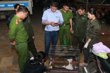 Hà Tĩnh: Công an giải cứu 2 cá thể hổ quý hiếm