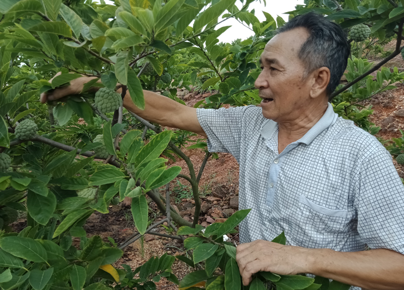&Ocirc;ng L&ecirc; Đ&igrave;nh Cảnh chăm s&oacute;c vườn na của gia đ&igrave;nh