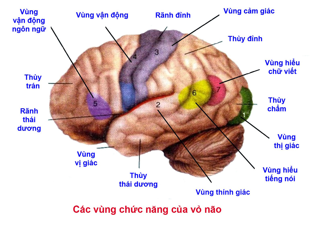 Sức khỏe não bộ
