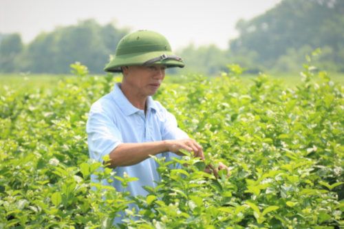 Xã Đông Xuân, huyện Sóc Sơn, TP Hà Nội: NCT chung tay xây dựng nông thôn mới