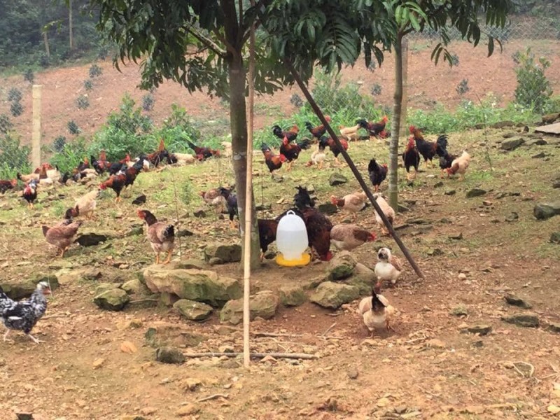 Xã Đông Xuân, huyện Sóc Sơn, TP Hà Nội: NCT chung tay xây dựng nông thôn mới