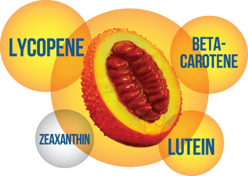 Quả gấc rất gi&agrave;u Lycopen v&agrave; Beta-Caroten &ndash; hai chất "thần kỳ" c&oacute; khả năng chống gốc tự do độc hại, chống lại qu&aacute; tr&igrave;nh &ocirc;-xy h&oacute;a, l&atilde;o h&oacute;a.