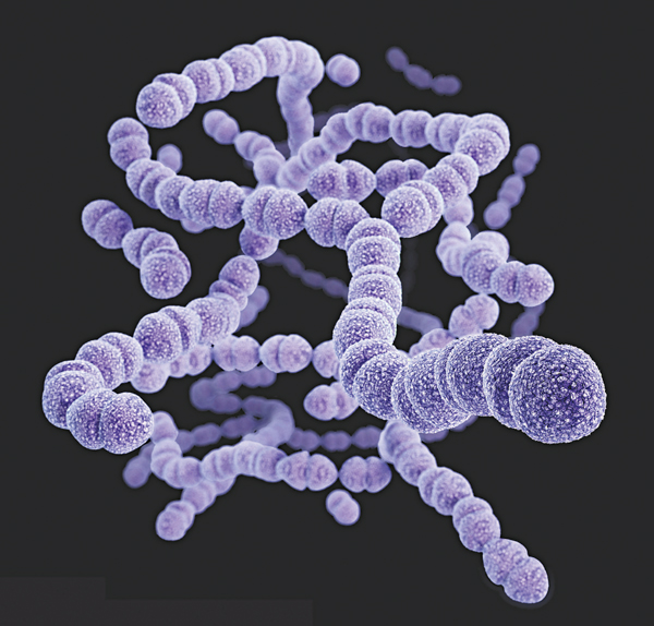 Streptococcus pneumoniae - phế cầu khuẩn thường g&acirc;y vi&ecirc;m phổi