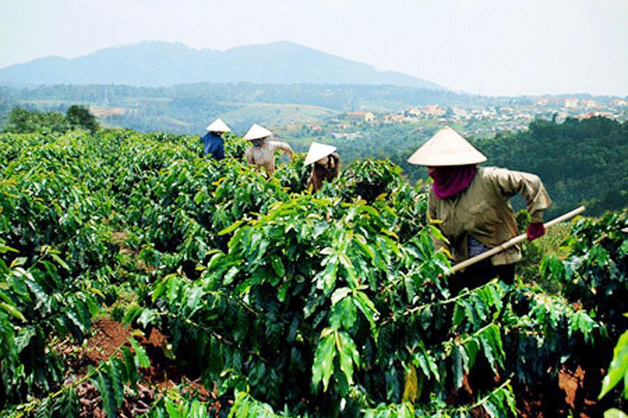 T&acirc;y Nguy&ecirc;n c&oacute; mưa v&agrave;i nơi. Ảnh IT
