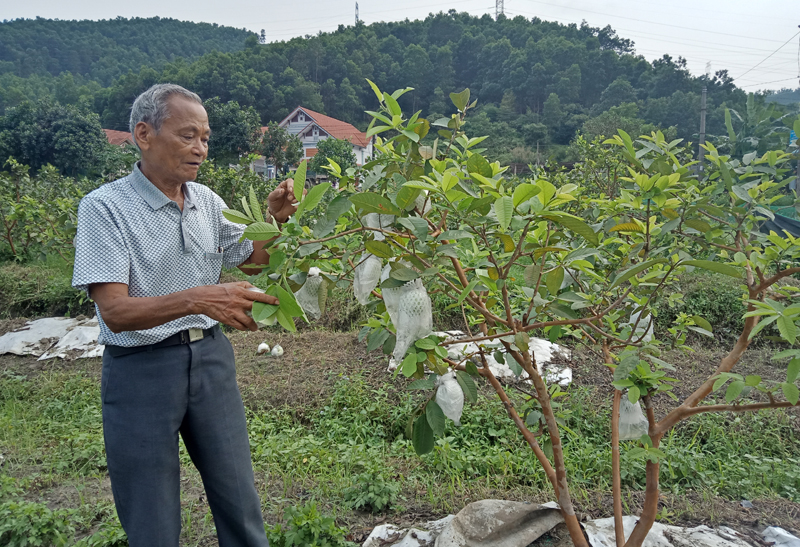 &Ocirc;ng Phan Văn Mạ kiểm tra vườn ổi của gia đ&igrave;nh