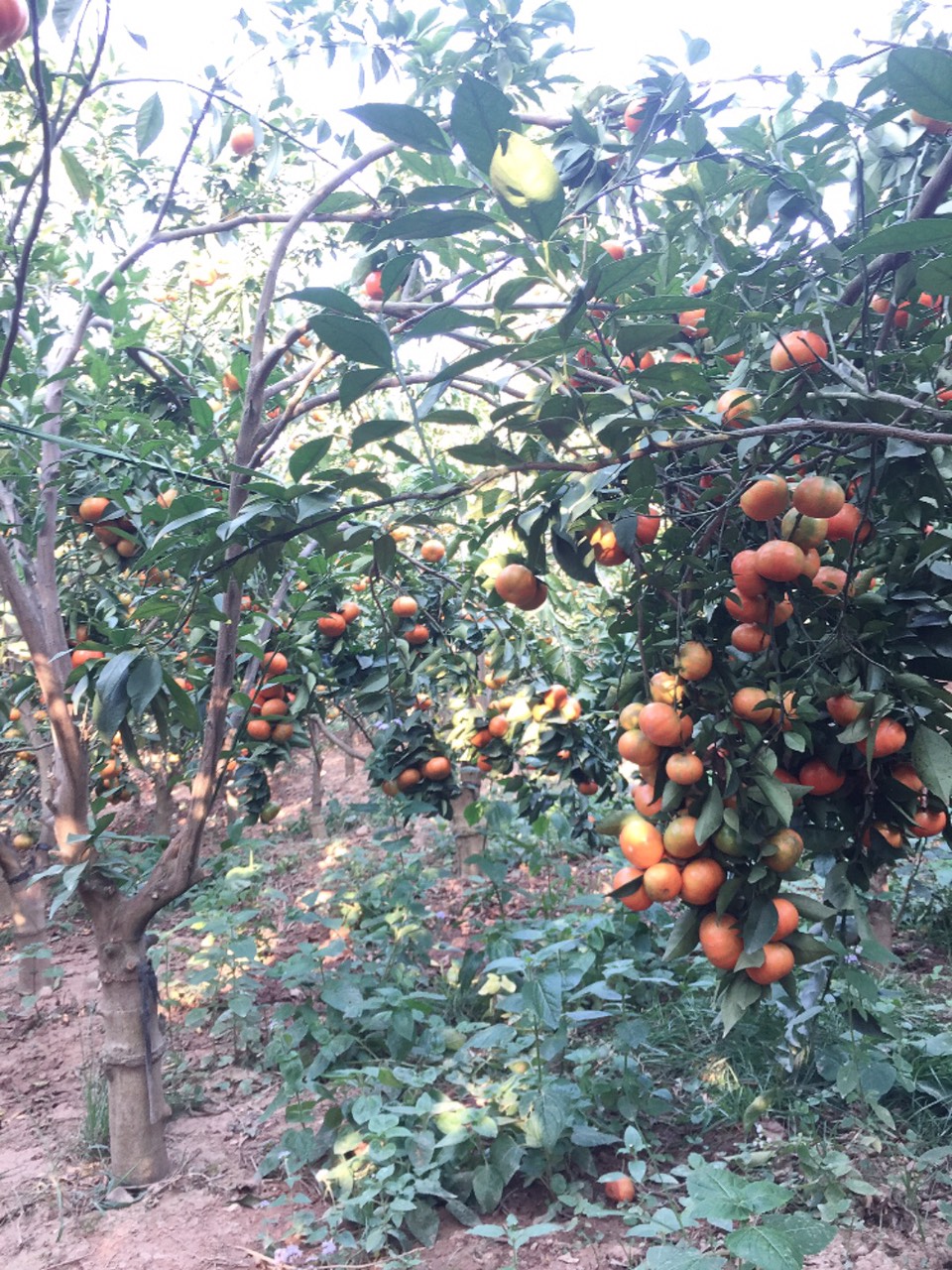 Quả trĩu cành.