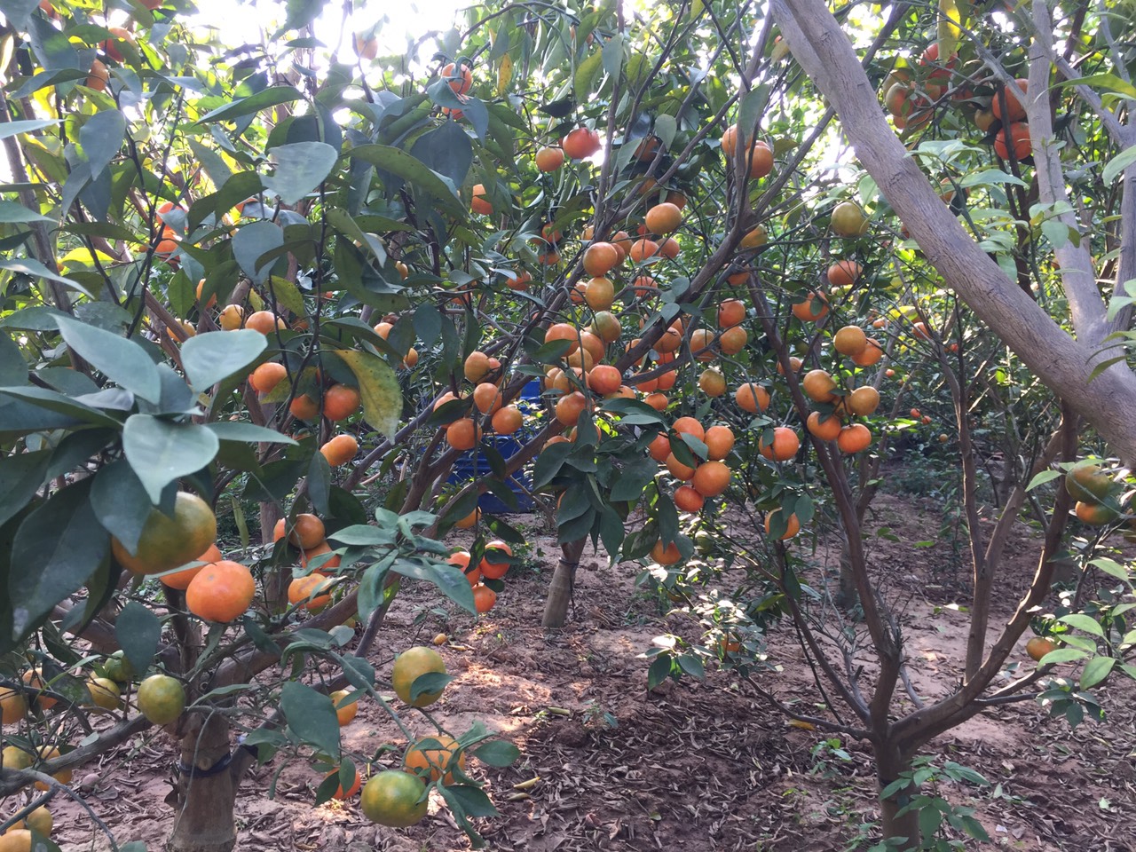 Quả xanh đỏ tr&ecirc;n th&acirc;n c&acirc;y nhỏ.