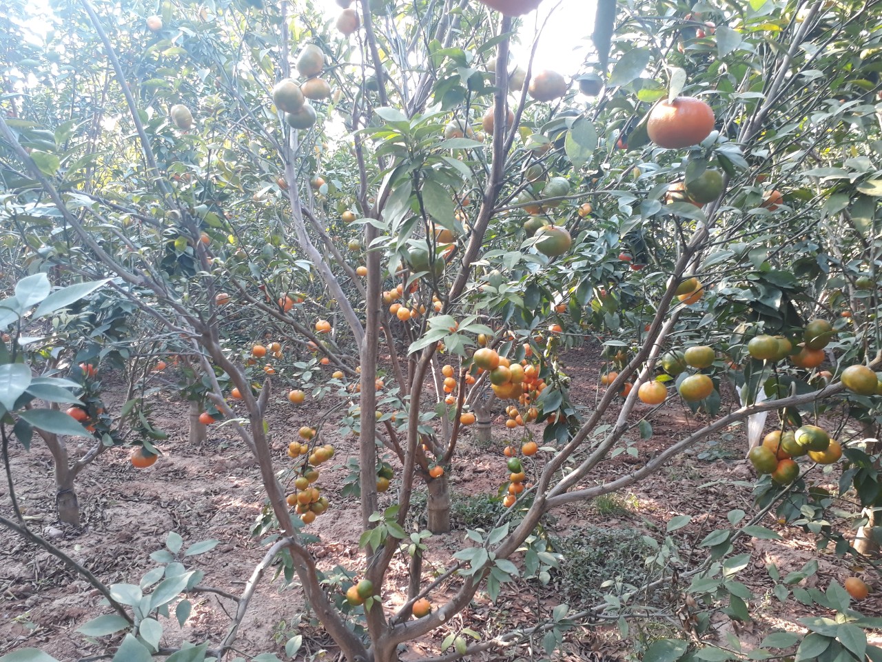 Quả chi chít tr&ecirc;n c&acirc;y.