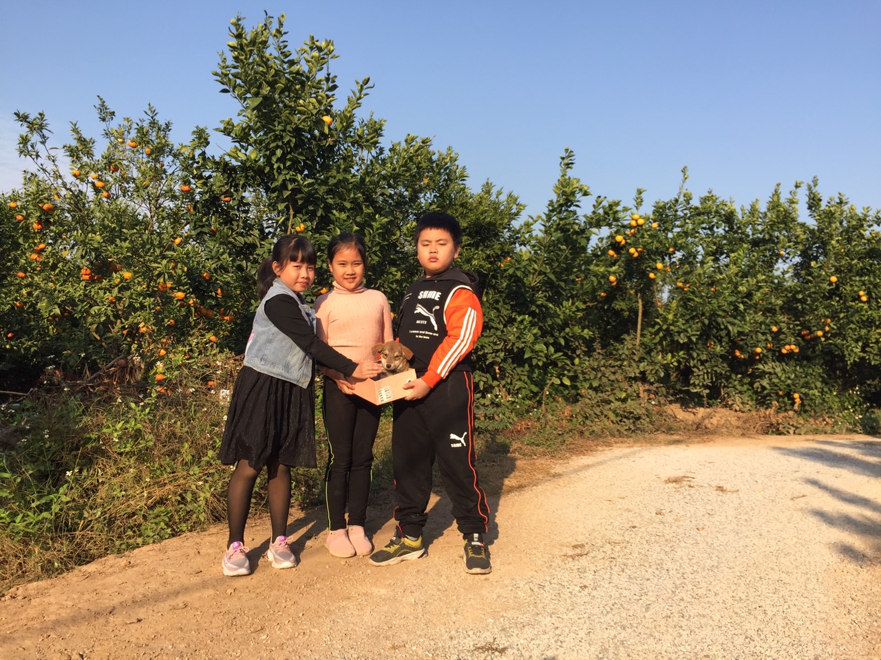 Trẻ con thích thú đùa chơi b&ecirc;n vườn cam.