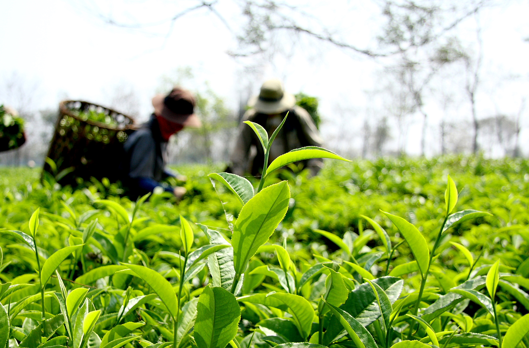 NCT tham gia lao động sản xuất