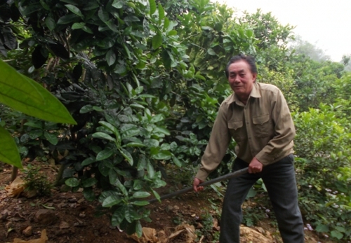 Đi lên từ khu vườn nhà