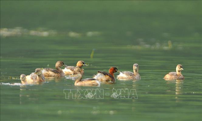 Vịt trời, le le l&agrave; được coi l&agrave; lo&agrave;i chim nước đặc trưng của đầm V&acirc;n Long.