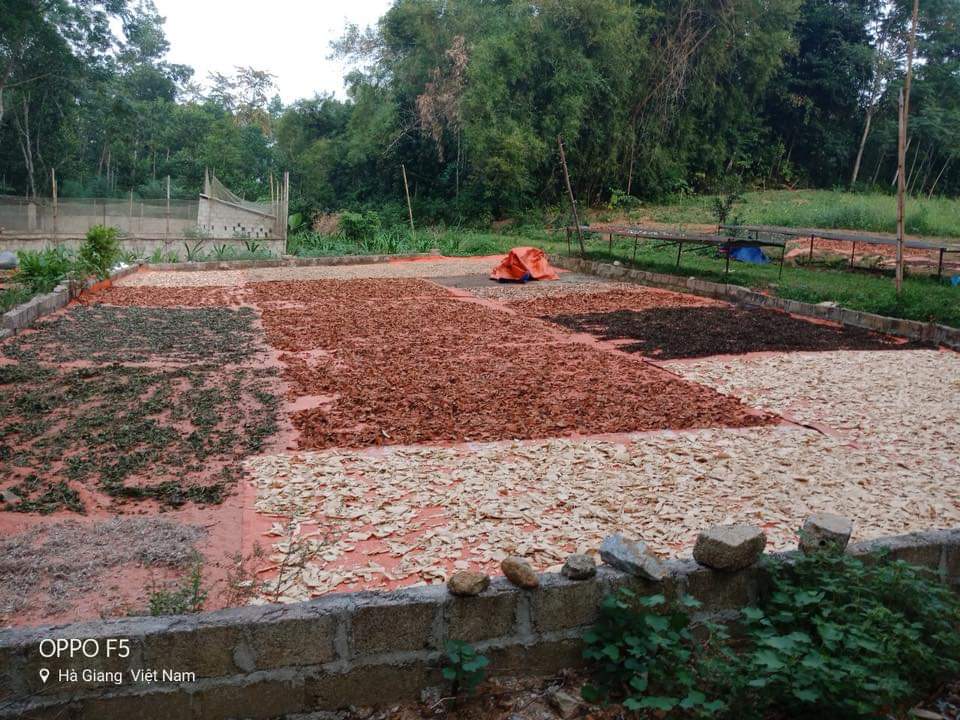 Dược liệu l&agrave; những c&acirc;y thuốc qu&yacute; của v&ugrave;ng đất Cao nguy&ecirc;n đ&aacute;