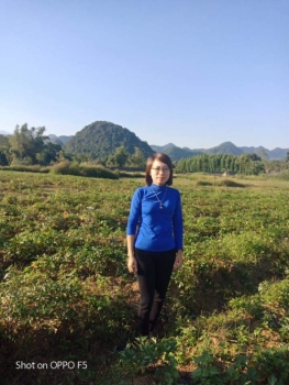 Bài thuốc chữa xoang của lương y vùng cao nguyên đá Hà Giang