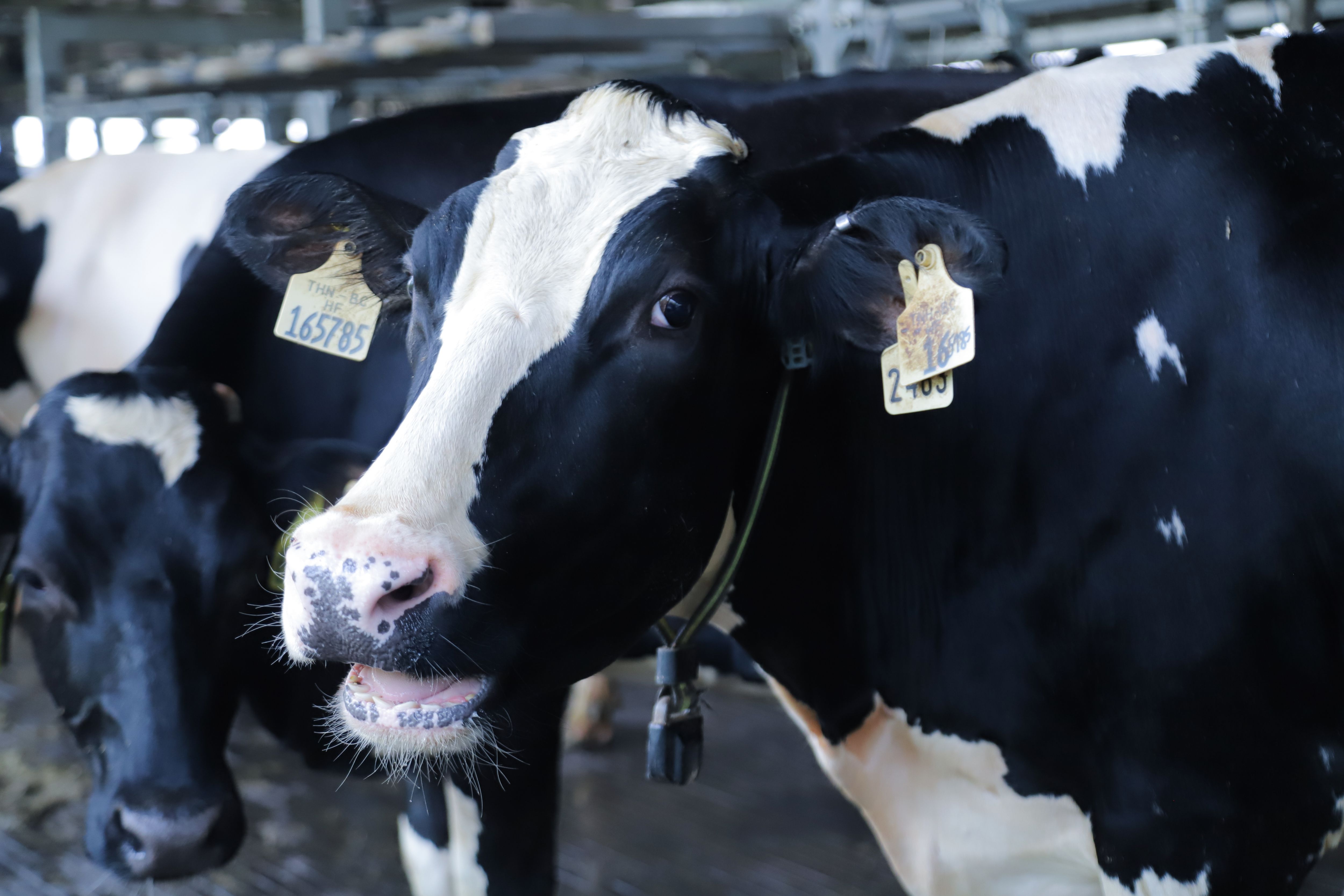 Mỗi c&ocirc; b&ograve; sữa Vinamilk đều được được đeo chip điện tử để theo d&otilde;i t&igrave;nh trạng sức khỏe, vận động&hellip; th&ocirc;ng qua phần mềm chuy&ecirc;n dụng