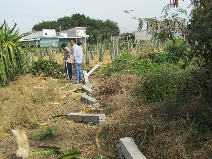 Phá cọc và chặt phá thăng long trong vườn gia đình ông Bình