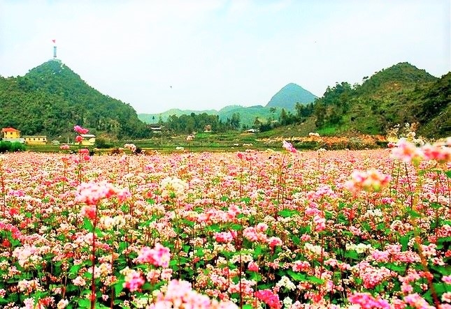 Hoa Tam giacs mạch ở thungb lũng hoa cột cờ Lũng Cú (Hà Giang)