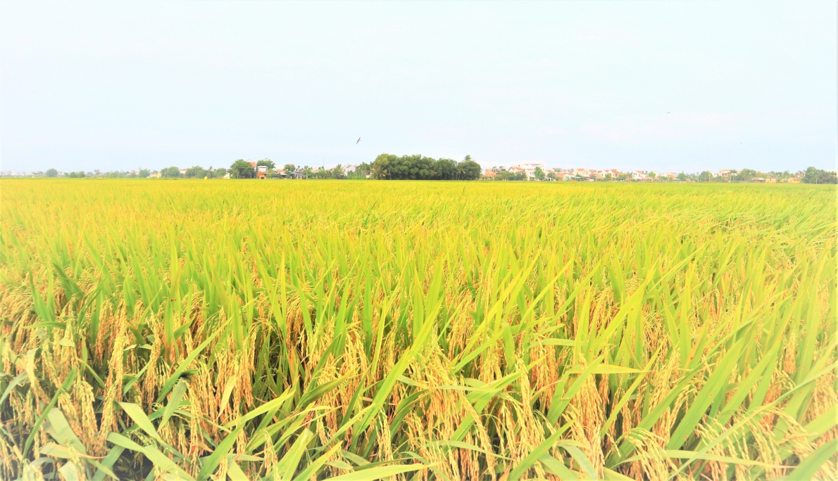  Cánh đồng lúa chín