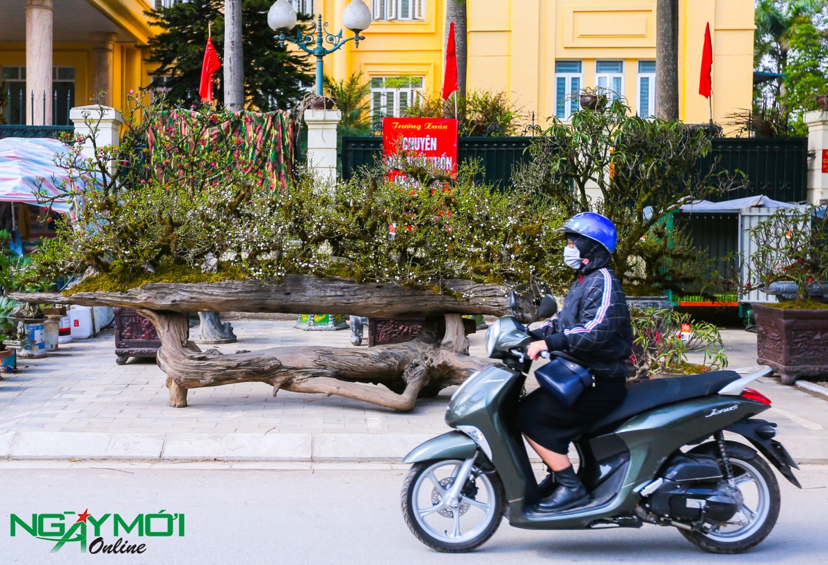 Nhất chi mai phủ rêu phong trên thân gỗ 