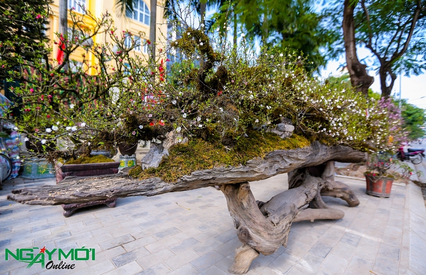 Nhất chi mai phủ rêu phong trên thân gỗ 