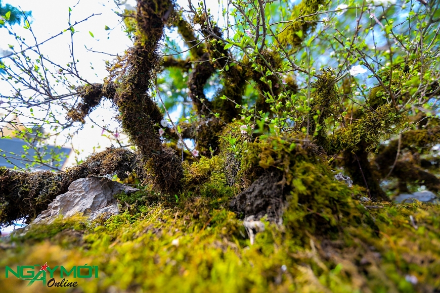Nhất chi mai phủ rêu phong trên thân gỗ 