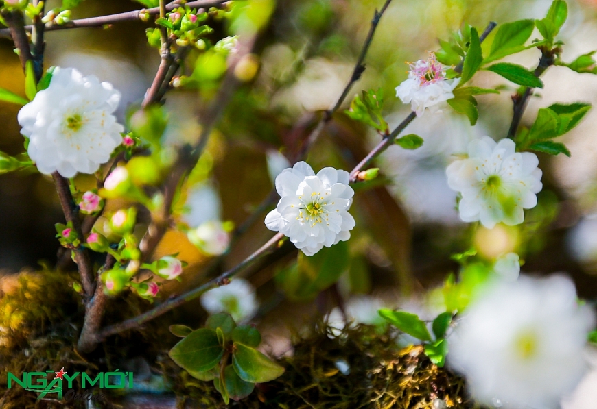 Nhất chi mai phủ rêu phong trên thân gỗ 