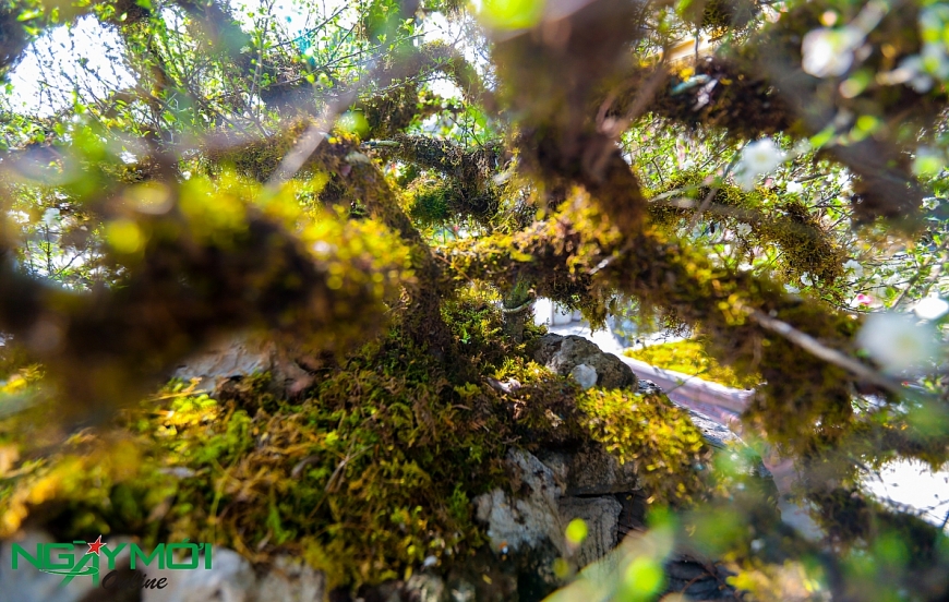 Nhất chi mai phủ rêu phong trên thân gỗ 