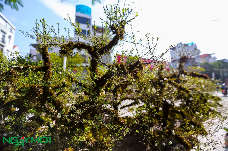 Nhất chi mai phủ rêu phong trên thân gỗ 