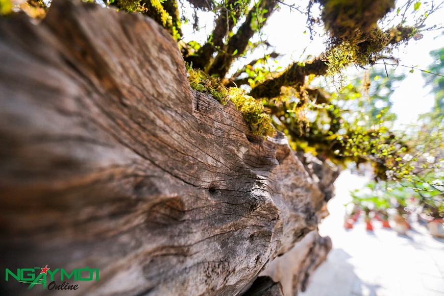 Nhất chi mai phủ rêu phong trên thân gỗ 