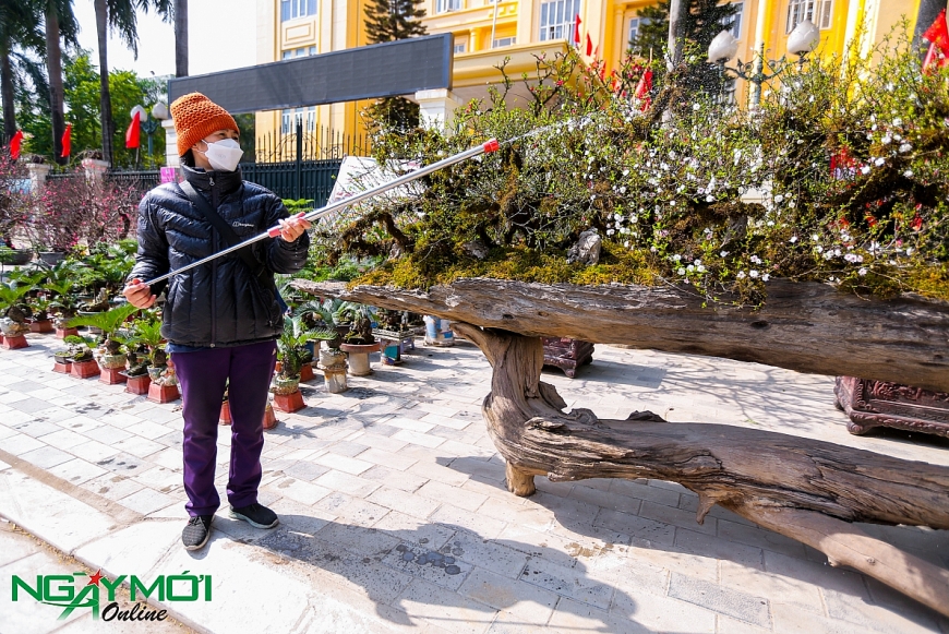 Nhất chi mai phủ rêu phong trên thân gỗ 