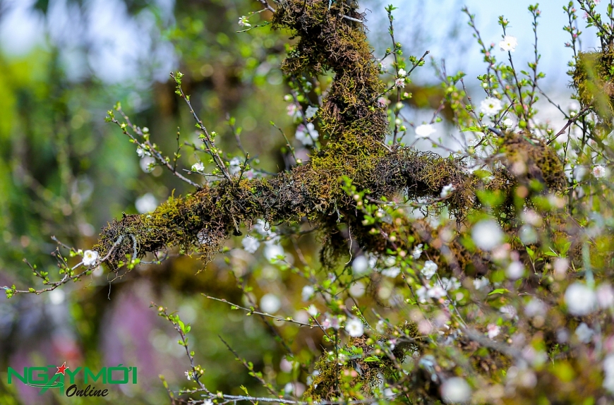 Nhất chi mai phủ rêu phong trên thân gỗ 