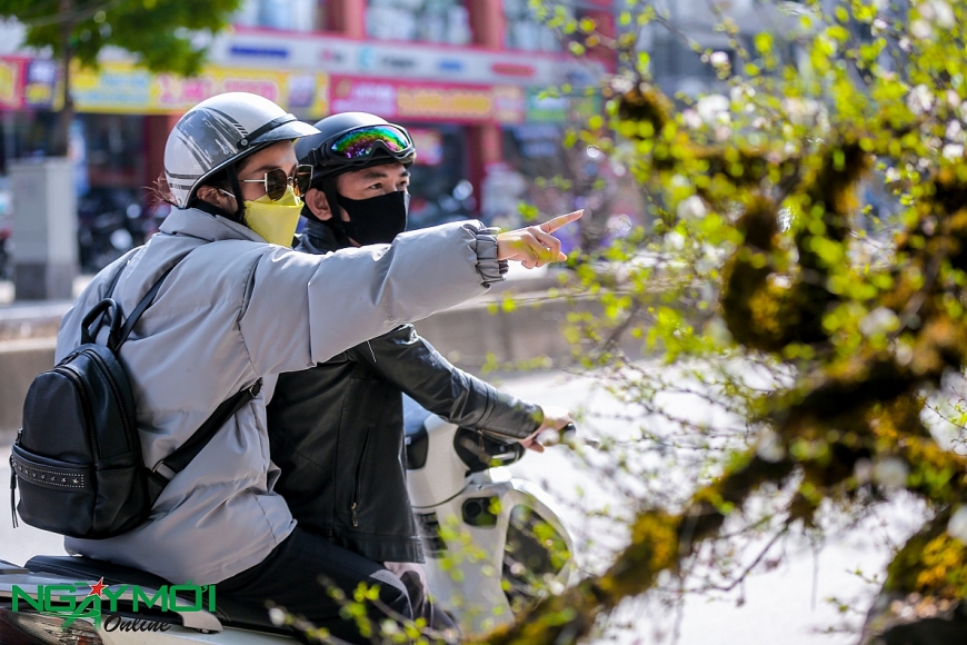 Nhất chi mai phủ rêu phong trên thân gỗ 