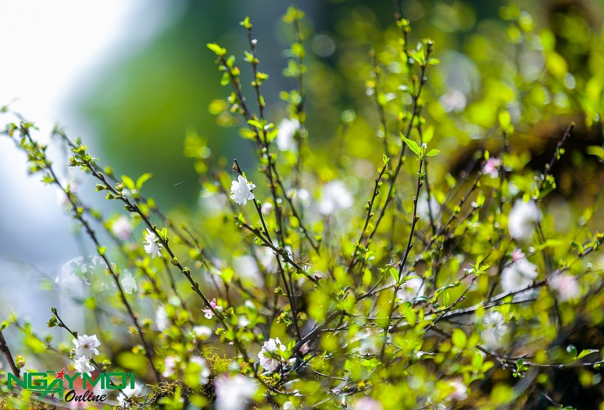 Nhất chi mai phủ rêu phong trên thân gỗ 