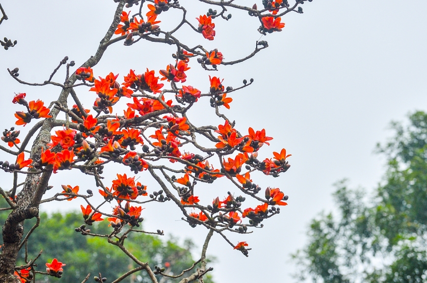 Hoa gạo nở rực, đẹp nao lòng góc  sân chùa Thầy