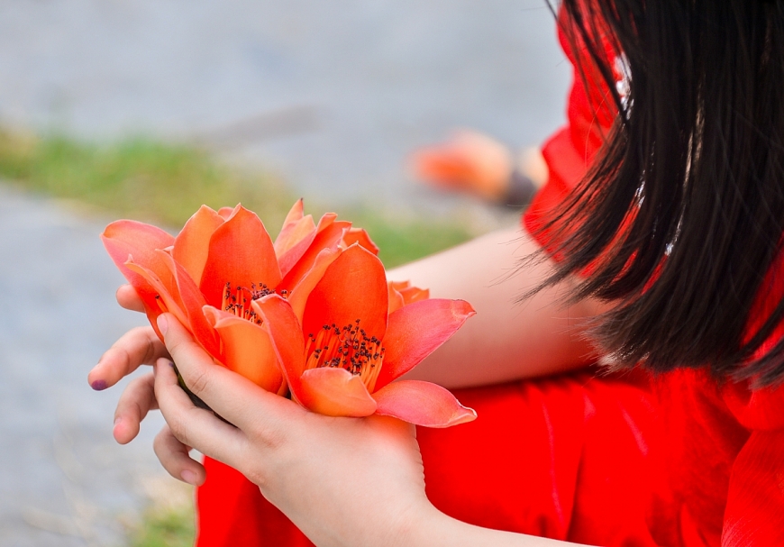 Hoa gạo nở rực, đẹp nao lòng góc  sân chùa Thầy