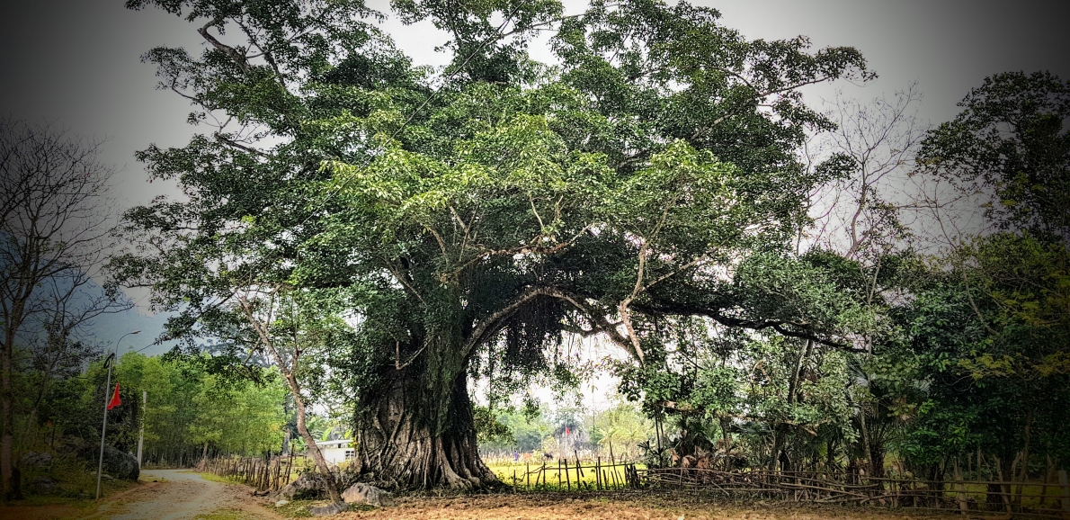 Ngày xuân thưởng ngoạn cảnh đẹp tuyệt sắc trên “đảo đầu lâu”